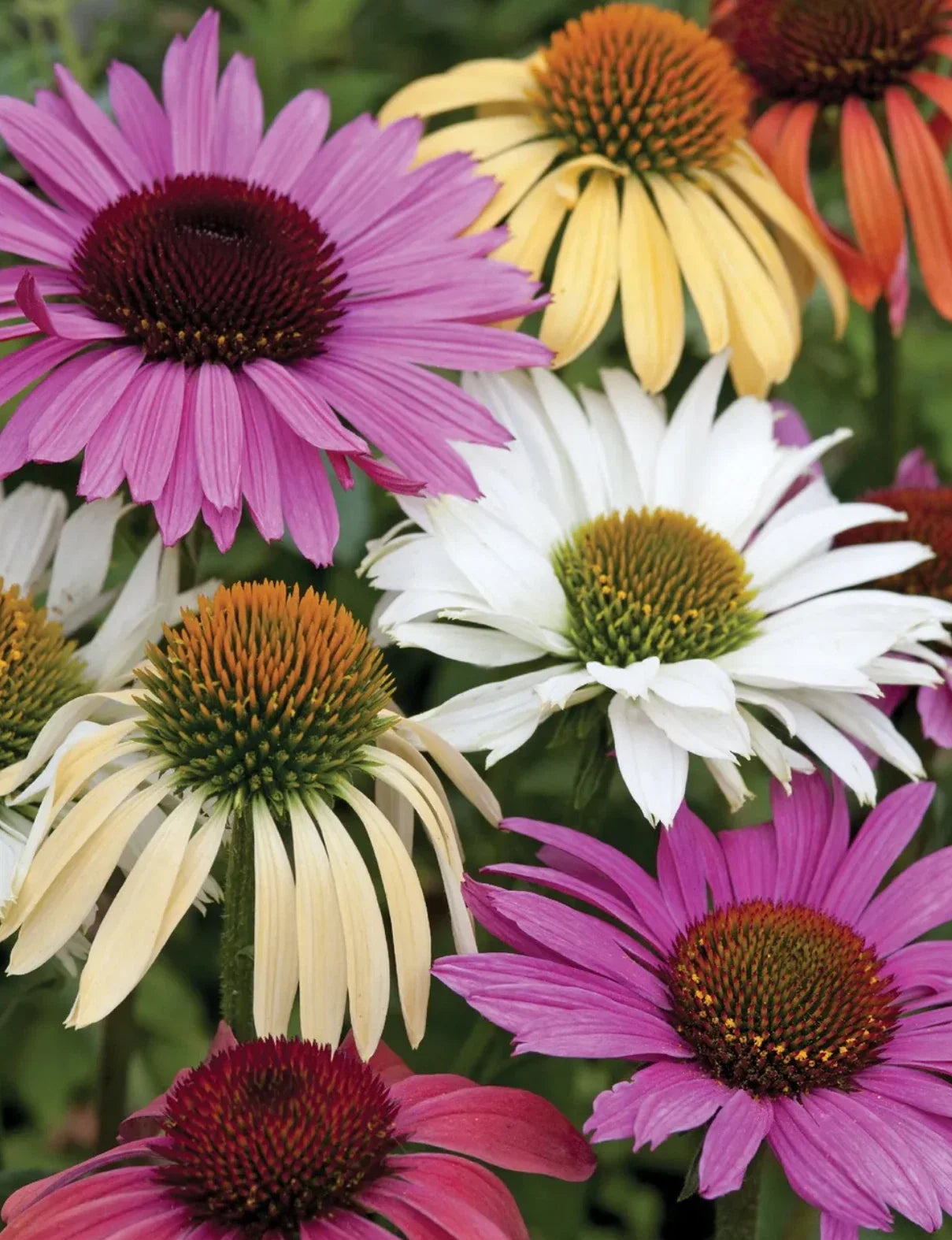 Echinacea Paradiso Mix Live Perennial Starter Plants - Bee Friendly, Butterfly Attracting, Tall 24-36 Inches, Native Pollinator Garden
