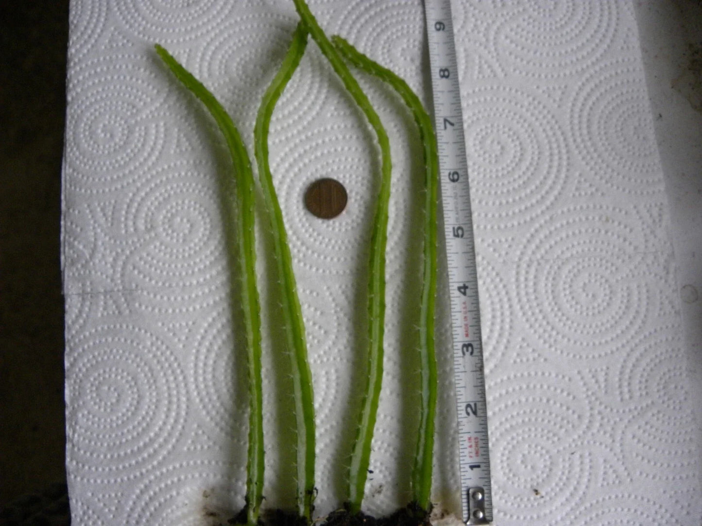 Bare Root Dragon Fruit Seedlings - Lot of 4 - Hylocereus undatus - One Year Old Climbing Cactus Plants