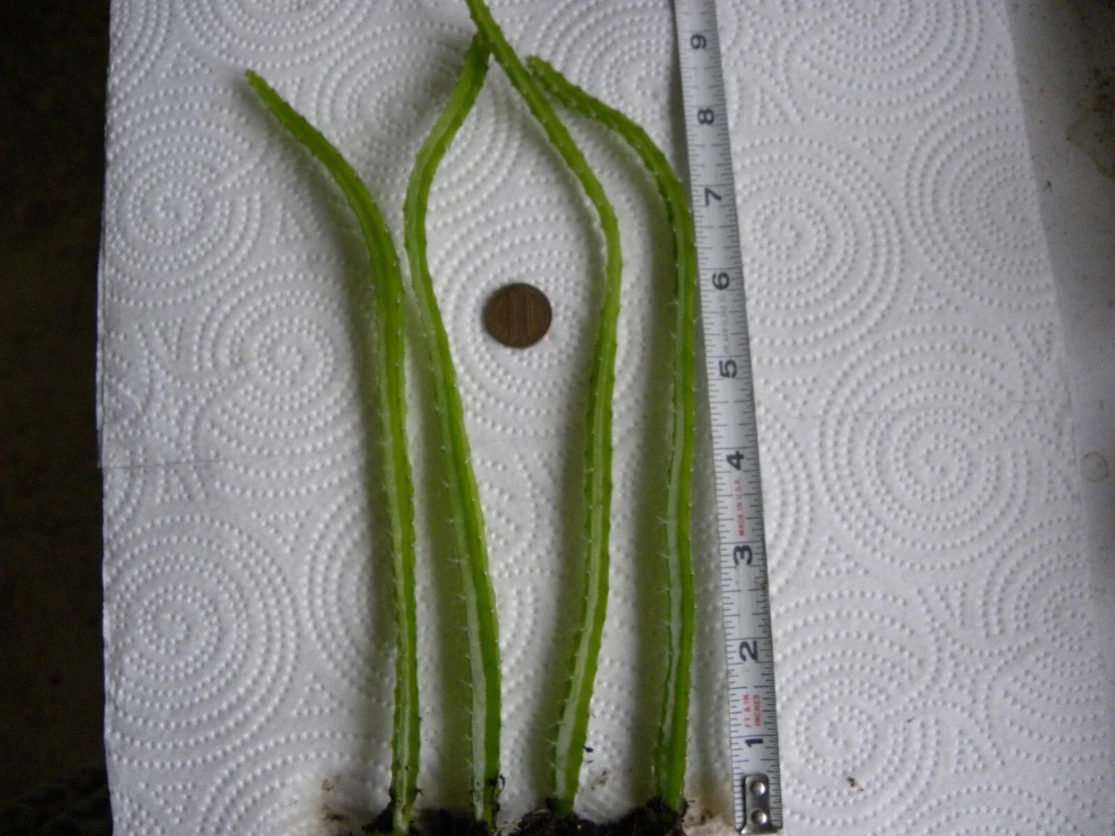 Bare Root Dragon Fruit Seedlings - Lot of 4 - Hylocereus undatus - One Year Old Climbing Cactus Plants