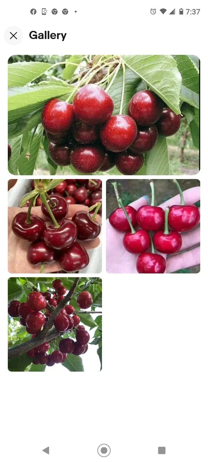 Black Cherry Seeds 10+2 Free | Prunus serotina USA Native Tree | Sweet Edible Fruit Zones 3-9