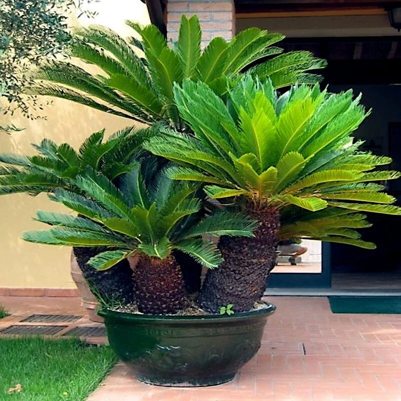 King Sago Palm Seeds - Pack of 5 - Rare Tropical Cycad - Cycas Revoluta - Hardy to Zone 8