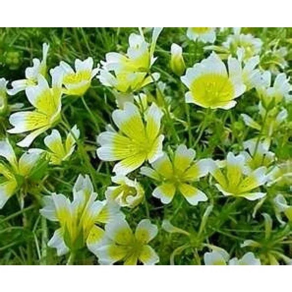 Poached Egg Plant Seeds - Limnanthes douglasii Meadow Foam for Pollinator Gardens, Wildflower & Border Planting