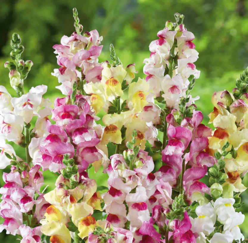 Snapdragon Seeds - 1000 Non-GMO Brighton Rock Variegated Blooms - Antirrhinum majus