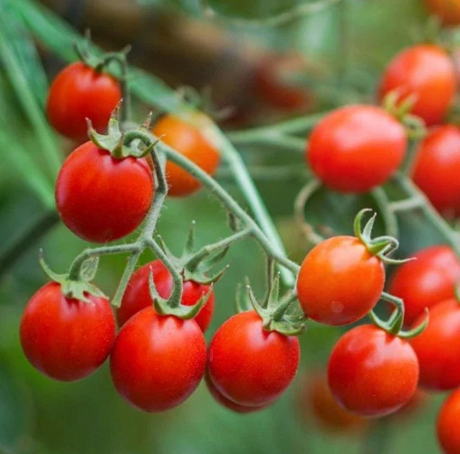 Cherry Tomato Seeds - Sweetie Variety, Indeterminate Heirloom, Non-GMO, Pack of 50 Seeds, Juicy Red Fruit, Solanum lycopersicum