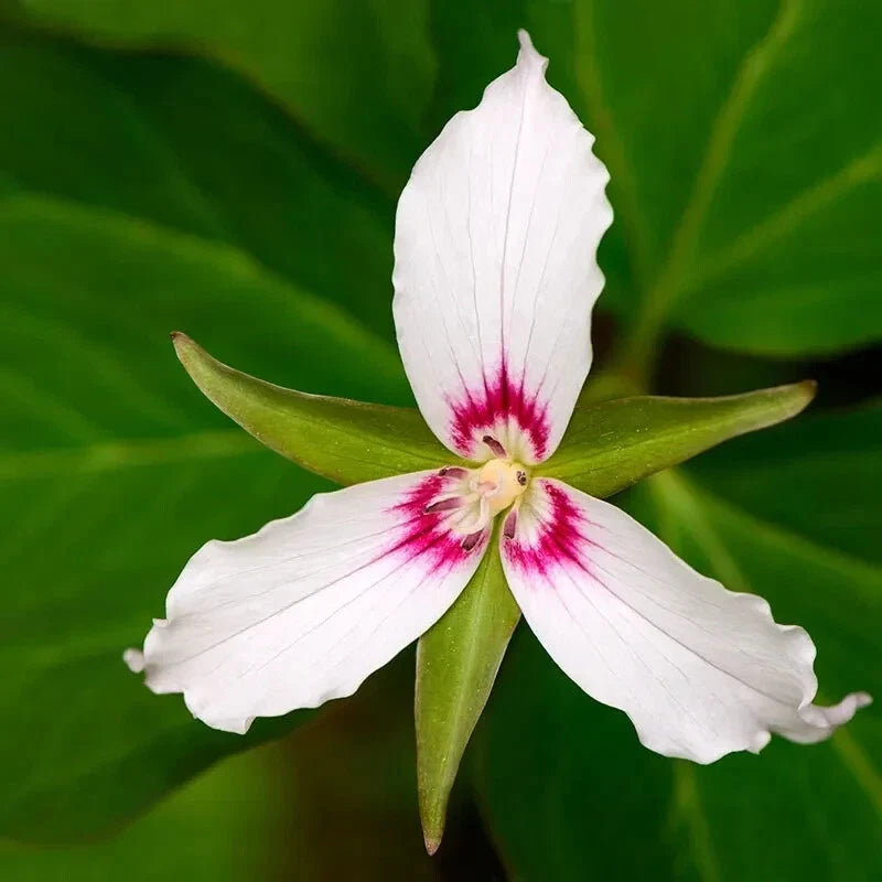 Painted Trillium Bare Root Live Plant - Trillium Undulatum Perennial for Shade Garden, Woodland, Ground Cover