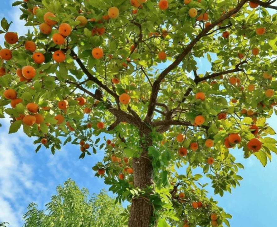American Persimmon Tree Seedling – 6-12" Quart Pot, Diospyros virginiana, Cold Hardy, Full Sun, Heirloom, Outdoor Fruit Tree