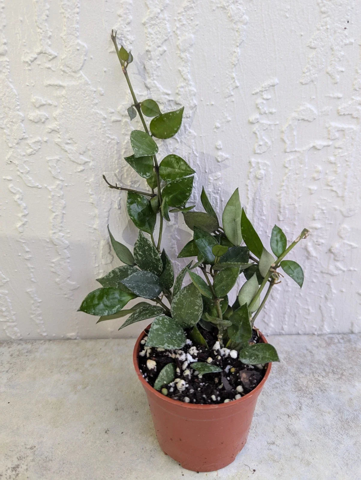 Hoya Lacunosa Live Wax Houseplant in 3 Inch Pot – Durian Perangin – Indoor Trailing Vine for Home Decor