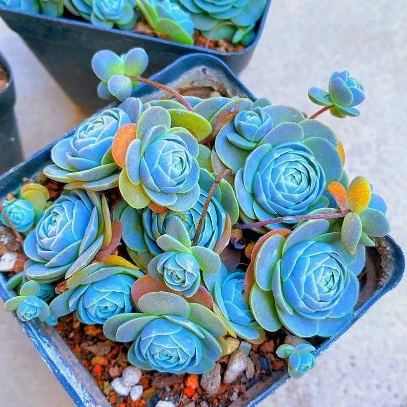 Blue Succulents Seeds - 100pcs Witchford Lithops Cactus Seeds, Drought-Tolerant