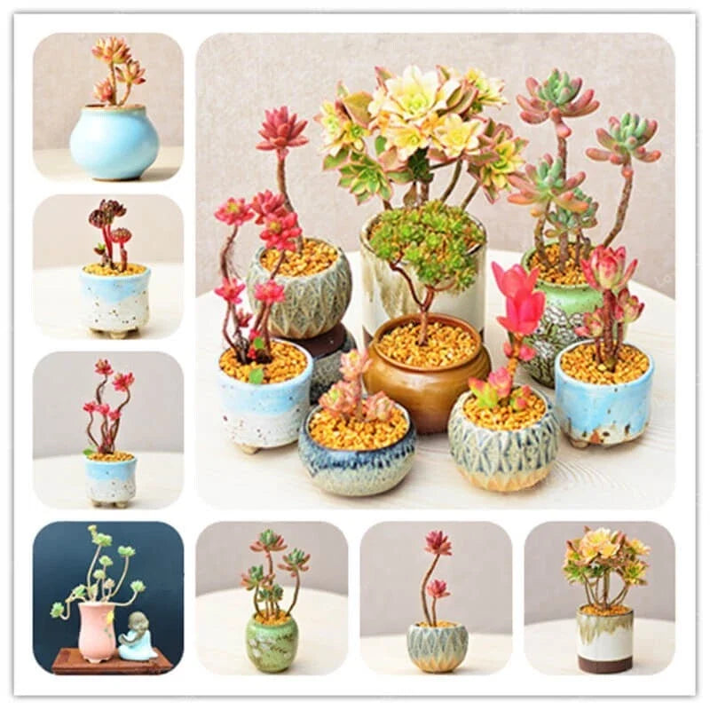 Rare Succulent Seeds Pack – 100 Mixed Varieties for Indoor & Outdoor Gardens, Easy to Grow, Unique & Vibrant Plant Collection