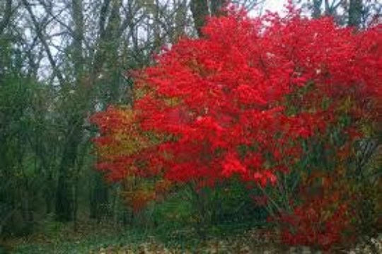 Burning Bush Shrub Seeds - 20 Euonymus alatus Seeds for Vibrant Red Foliage