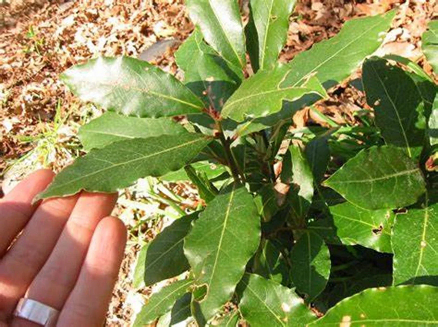 Sweet Bay Laurel Tree Seeds - 7 Pre-Stratified Laurus nobilis Seeds - 2024 Harvest