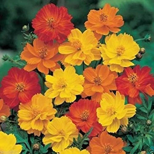 Cosmos Seeds - 1000 Pack - Bright Lights Mix - Yellow, Orange, Red - Cosmos sulphureus Flower Seeds