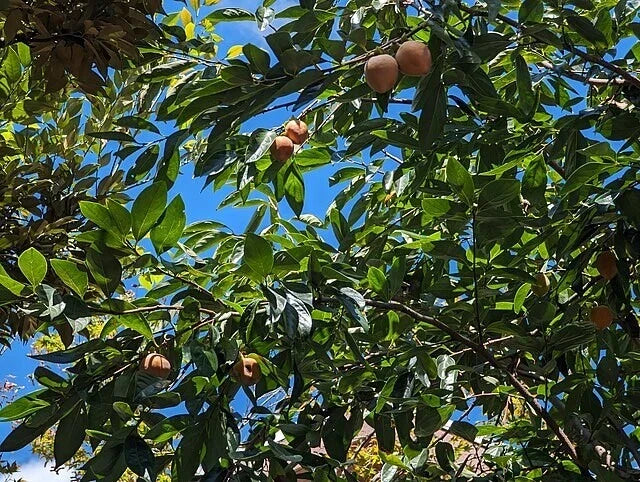 Japanese Persimmon Tree Sapling – Diospyros Kaki & Diospyros Lotus – Sweet Fruit, Home Orchard, Deciduous, Full Sun