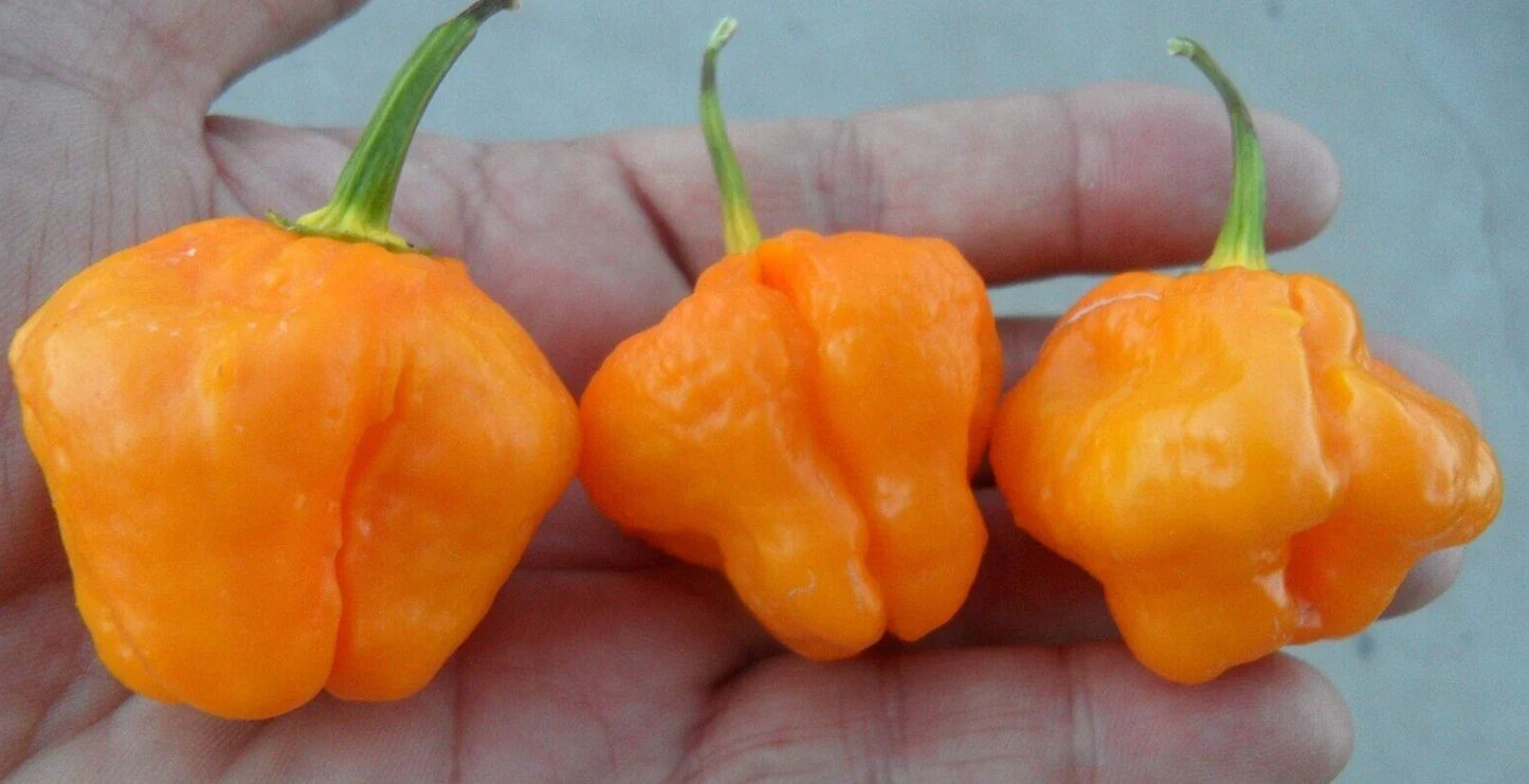 Super-Hot Yellow Scotch Bonnet Pepper Seeds - 20 Premium Capsicum chinense for Salsas & Hot Sauces