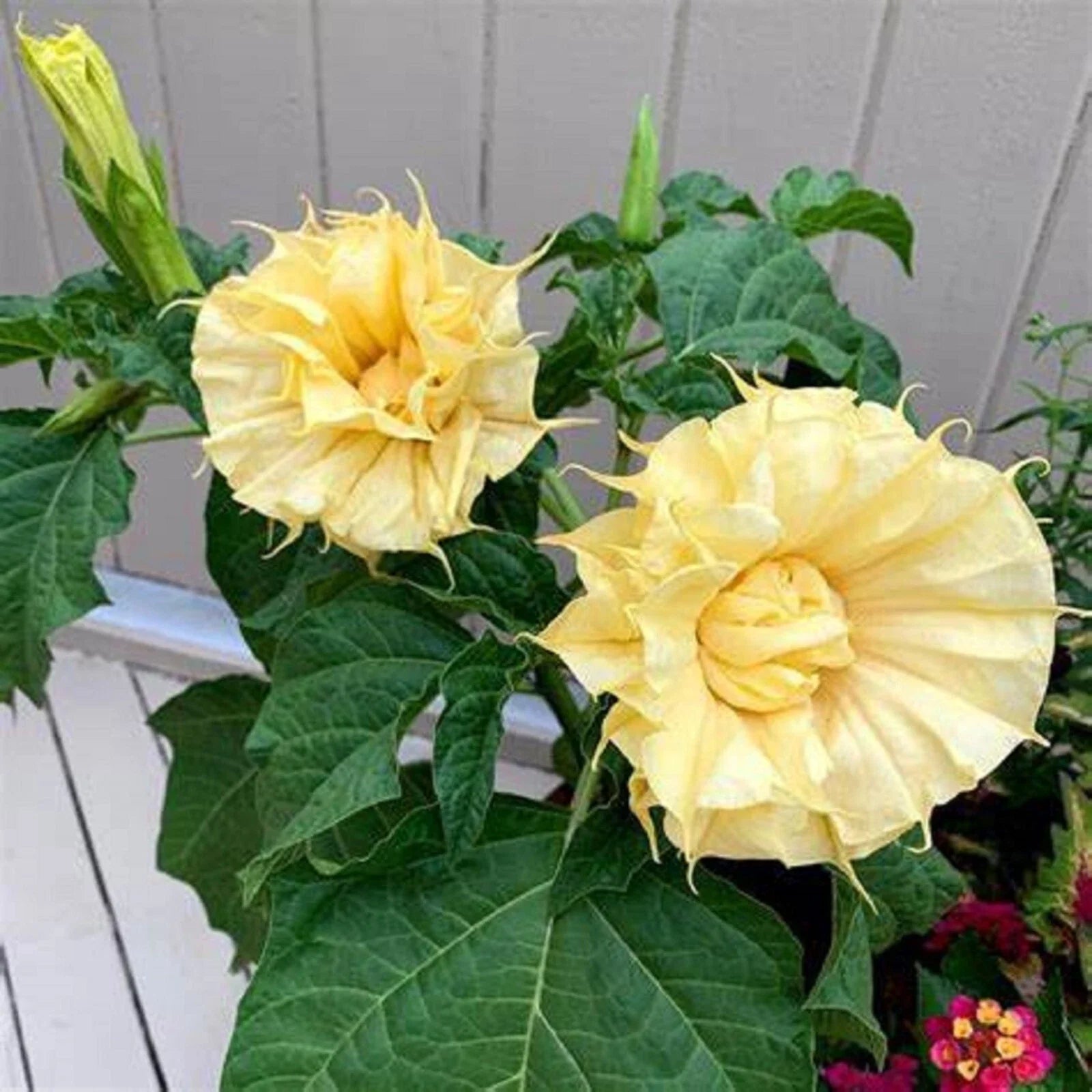 Ballerina Yellow Angel Trumpet Seeds – Brugmansia spp. – Fragrant Yellow Flowers – Garden Planting, Butterfly & Hummingbird Attractant