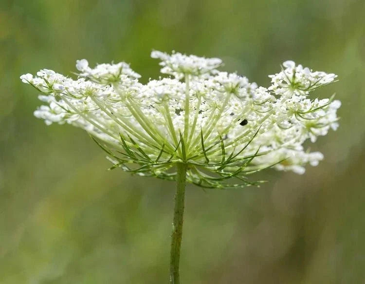 Queen Anne's Lace Seeds - Organic Wildflower Seeds, Daucus carota, Perennial, Non-GMO, Attracts Pollinators, 100+ Seeds