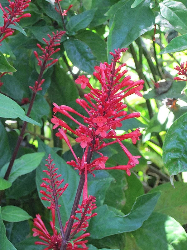 Fire Spike Red Rooted Starter Plant - Odontonema strictum, Hummingbird & Butterfly Attractor, Tropical Perennial Garden Plant