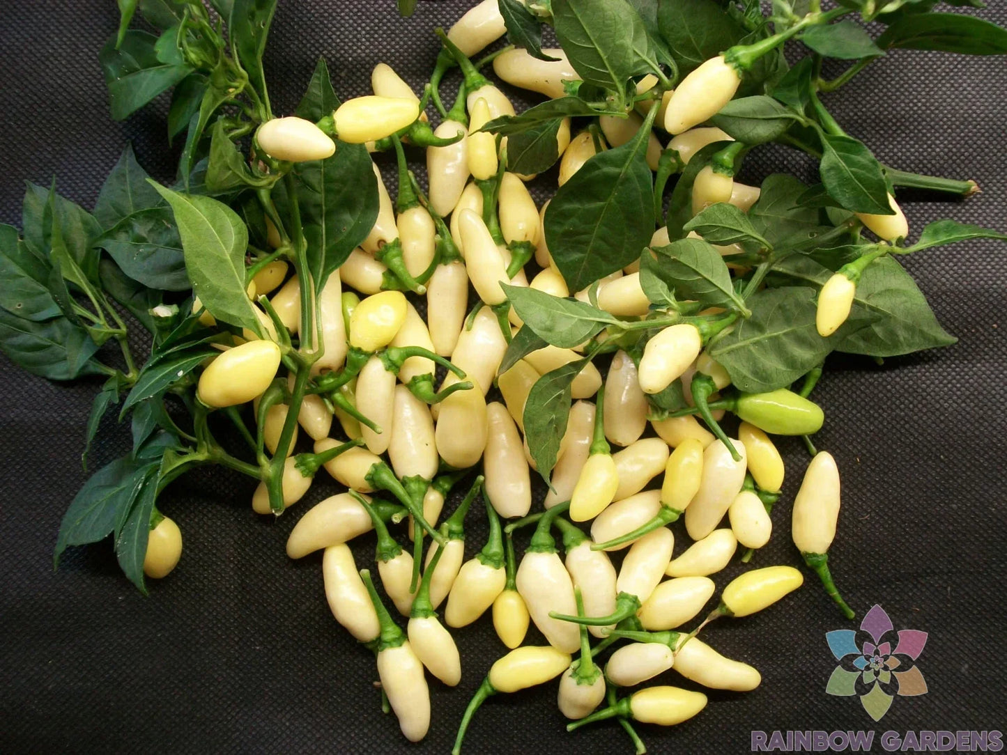 White Bullet Habanero Seeds – Capsicum chinense – Spicy Hot Pepper Seeds for Gardening, Salsas & Sauces, USA Grown