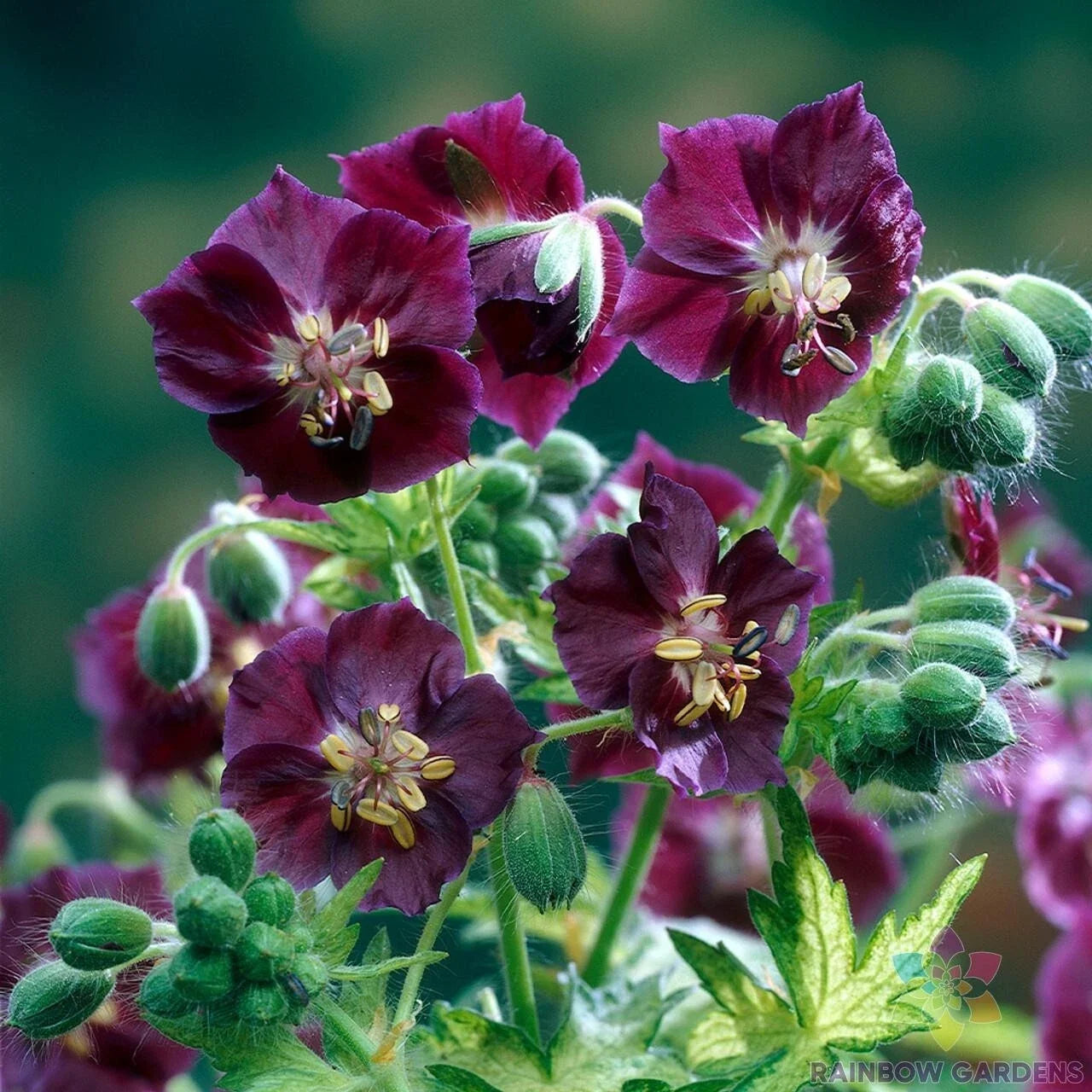 Geranium Seeds 25+ Pelargonium spp. for Garden Planting, Springtime Bloom, Easy to Grow, Free Shipping USA