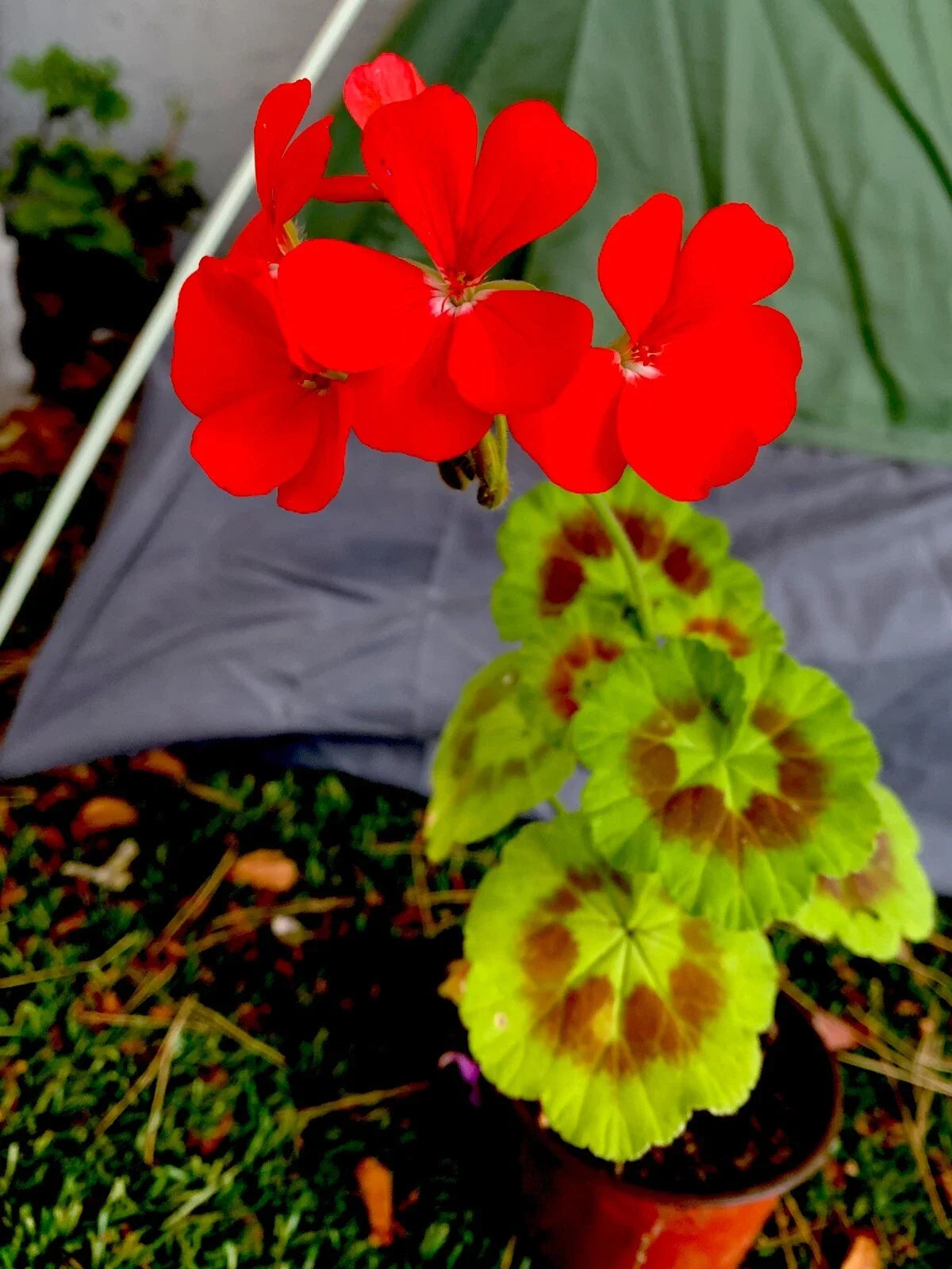 Geranium Live Plant – Bright Orange Flowers – 8-10 Inch Pelargonium spp. for Garden, Container, or Hanging Basket