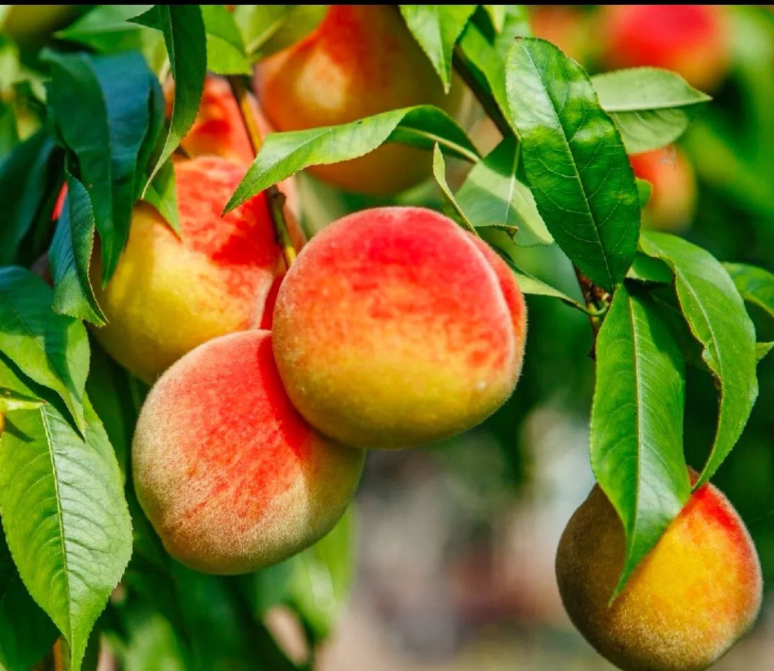 Prunus Persica Peach Cuttings - 6" Live Fruit Tree Plant, Edible Sweet Fruit, Climbing, Bare Root, Full Sun, Multi-Color Fruits