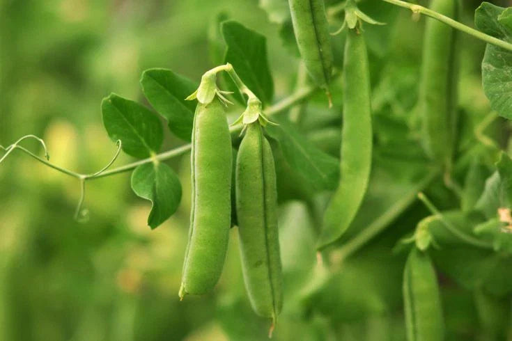 Early Frosty Garden Pea Seeds - Non-GMO, Easy Grow, Various Sizes