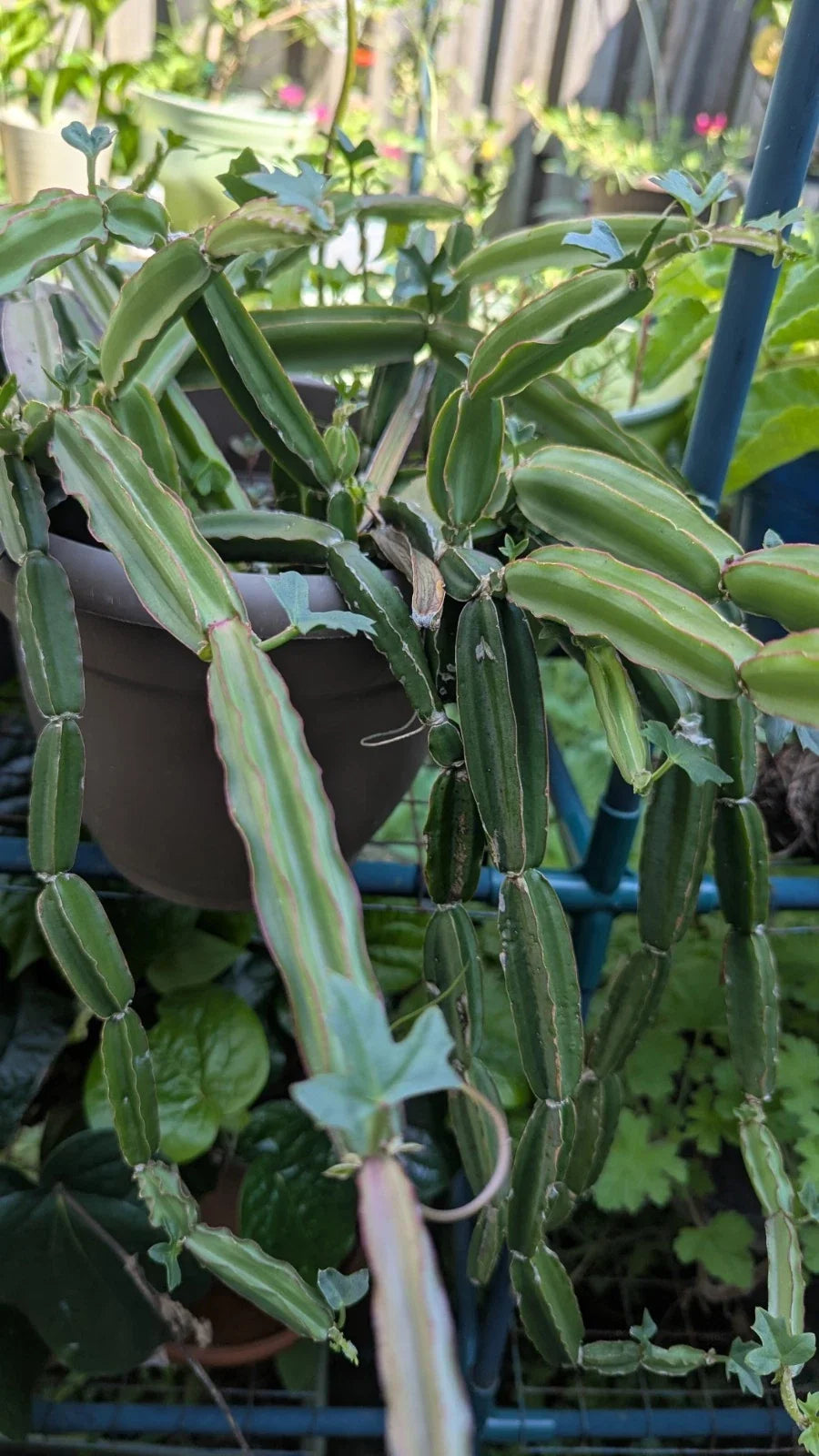 Cissus Quadrangularis Cuttings - Veldt Grape, Pirandai, Medicinal Vine, Climbing Plant, 3 Healthy Cuttings
