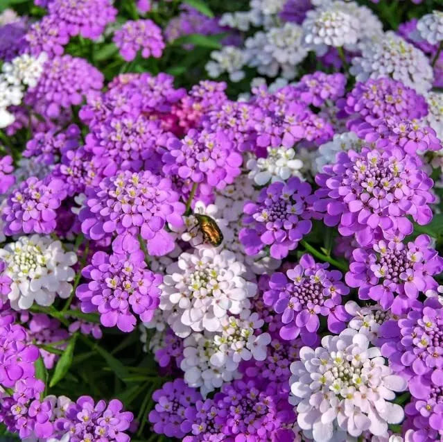 Candytuft Wildflower Seeds - Ground Cover Plant, White Flowers, Iberis umbellata, Drought-Resistant, Low Maintenance