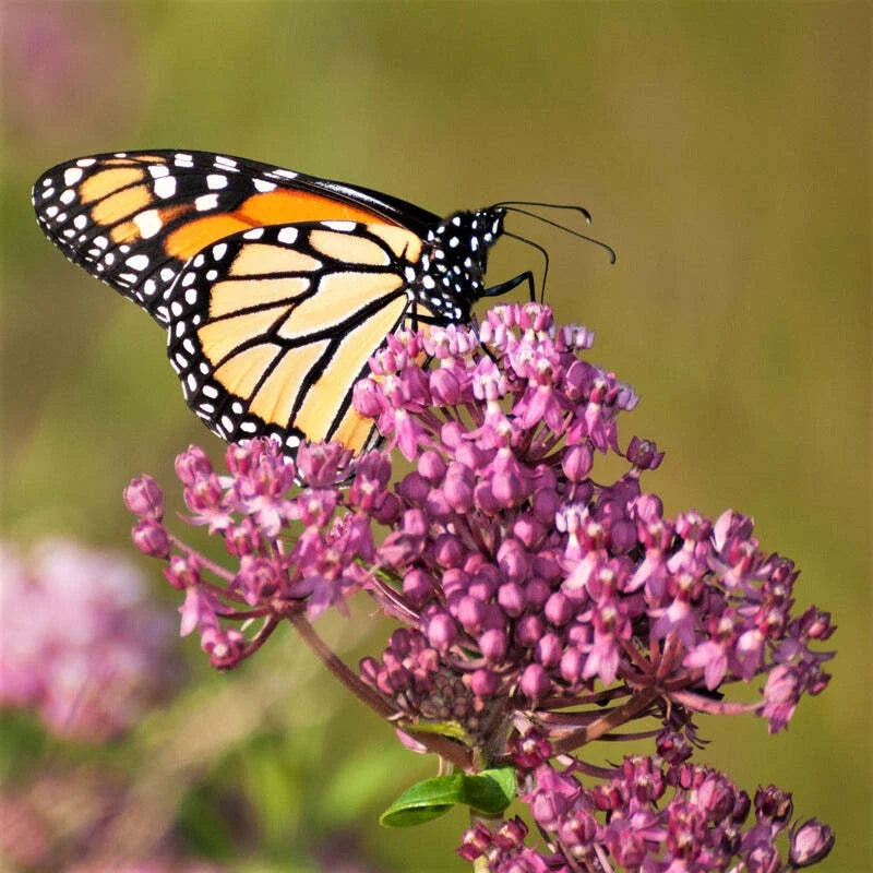 Butterfly Milkweed Plant - 4-Inch Potted Asclepias 'Soulmate' - Hardy Perennial for Pollinator Gardens