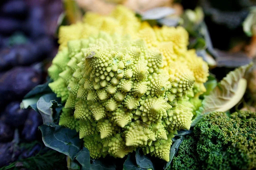 Romanesco Broccoli Seeds - 500 Non-GMO Heirloom Brassica oleracea for Home Garden, Gourmet Cooking, Free Shipping