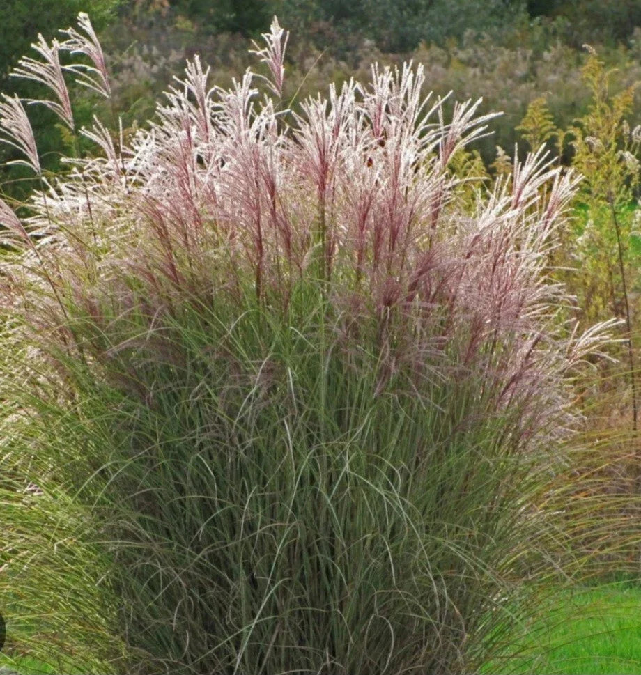 Adagio Maiden Grass Bare Root 24-30" Ornamental Grass Pennisetum alopecuroides Deer-Resistant Full Sun Green Beige Foliage