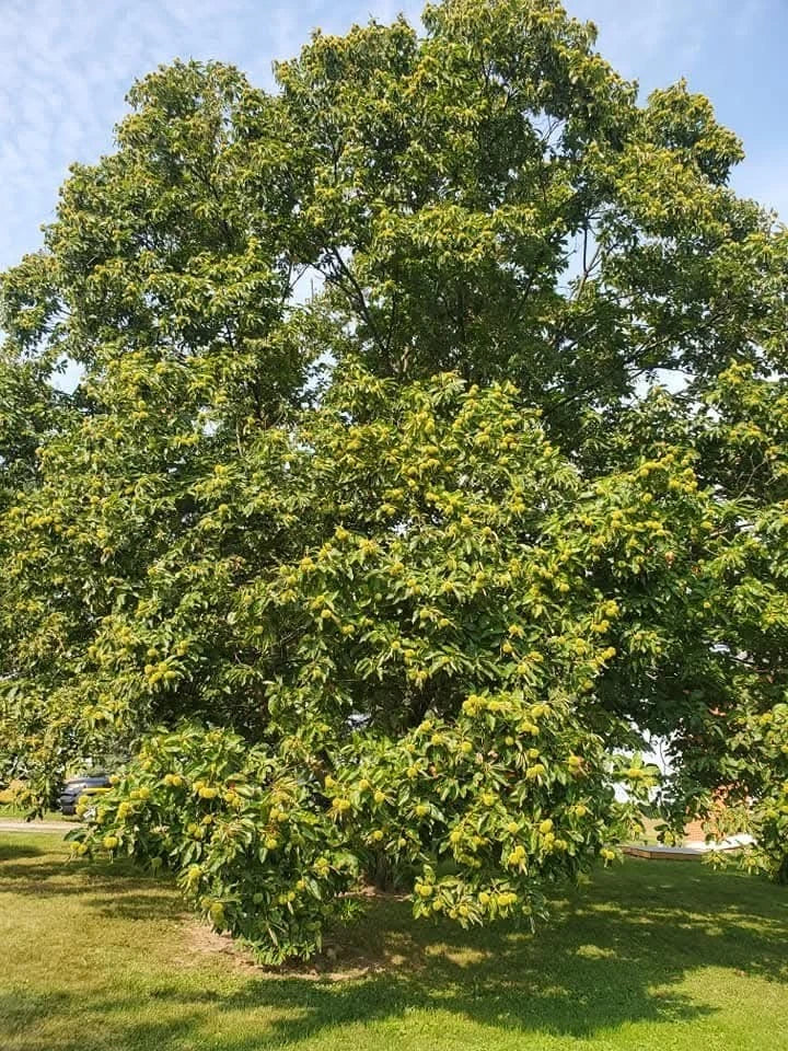 Chinese Chestnut Tree Seedling - 2 Year Old Castanea mollissima Nut Tree for Edible Nuts & Autumn Foliage