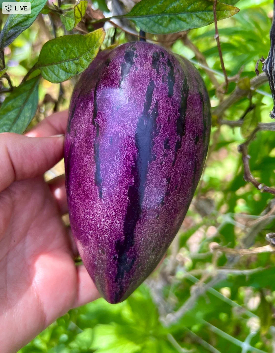 Fresh Deep Purple Pepino Melon Cuttings – 6 Solanum muricatum Fruit Plants for Container & Garden Growth
