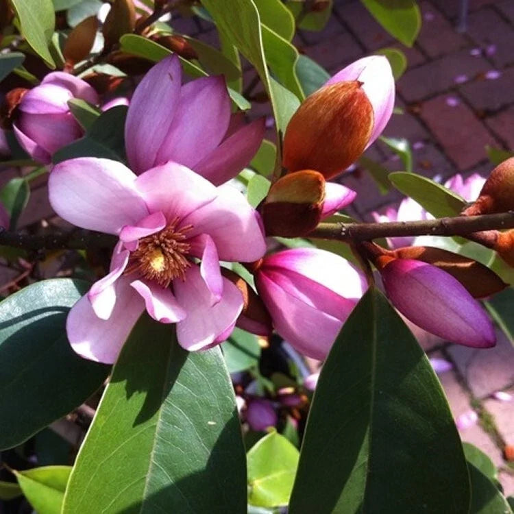 Michelia doltsopa Fairy Blush Magnolia Tree - Fragrant White Flowers, Evergreen, Well-Rooted Live Starter Plant