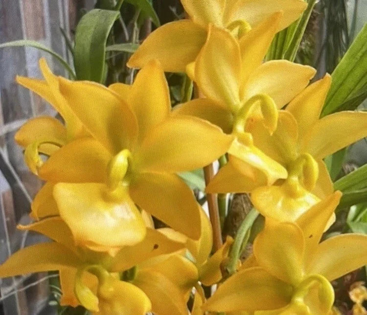 Orchid Plant Bare Root Bulb Cymbidium spp. Indoor Outdoor Flowering Gift