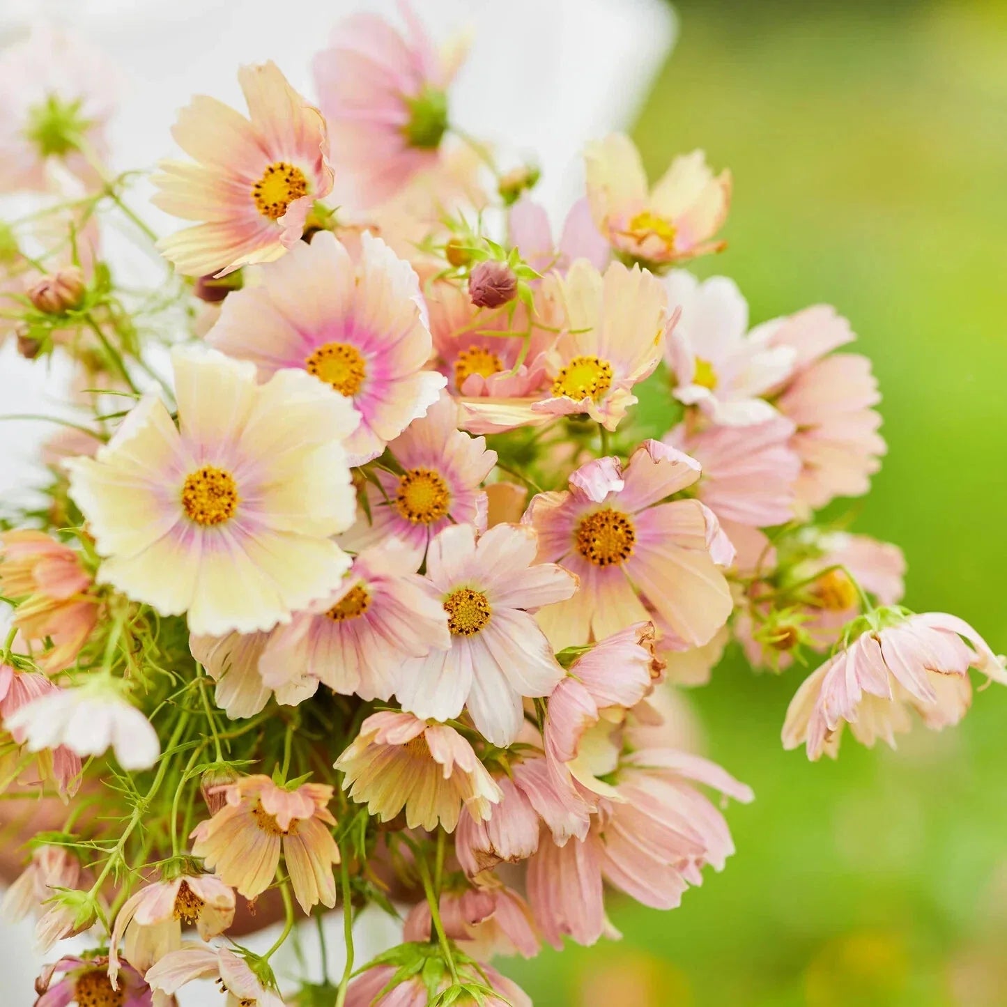 Apricot Lemonade Cosmos Seeds - 200+ Pack, Cosmos bipinnatus, Vibrant Apricot and Lemon Flowers, Garden Planting, USA Grown