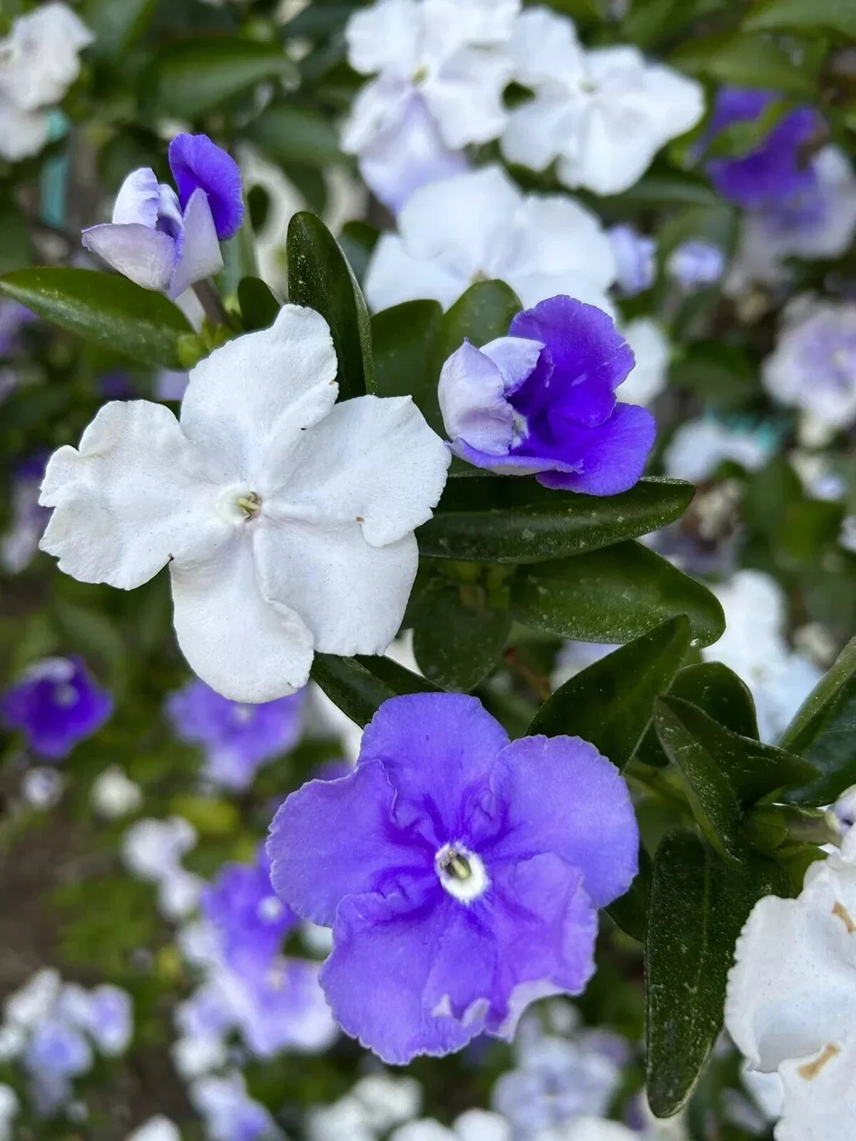 Brunfelsia Australis Seeds - Yesterday, Today, and Tomorrow - Flowering Perennial with Purple, Lavender, White Blooms - 15 Seeds