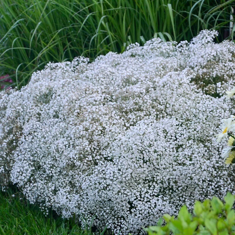 Baby's Breath Seeds - 150+ Non-GMO Heirloom Gypsophila paniculata for Borders, Cut Flowers & Pollinator Gardens