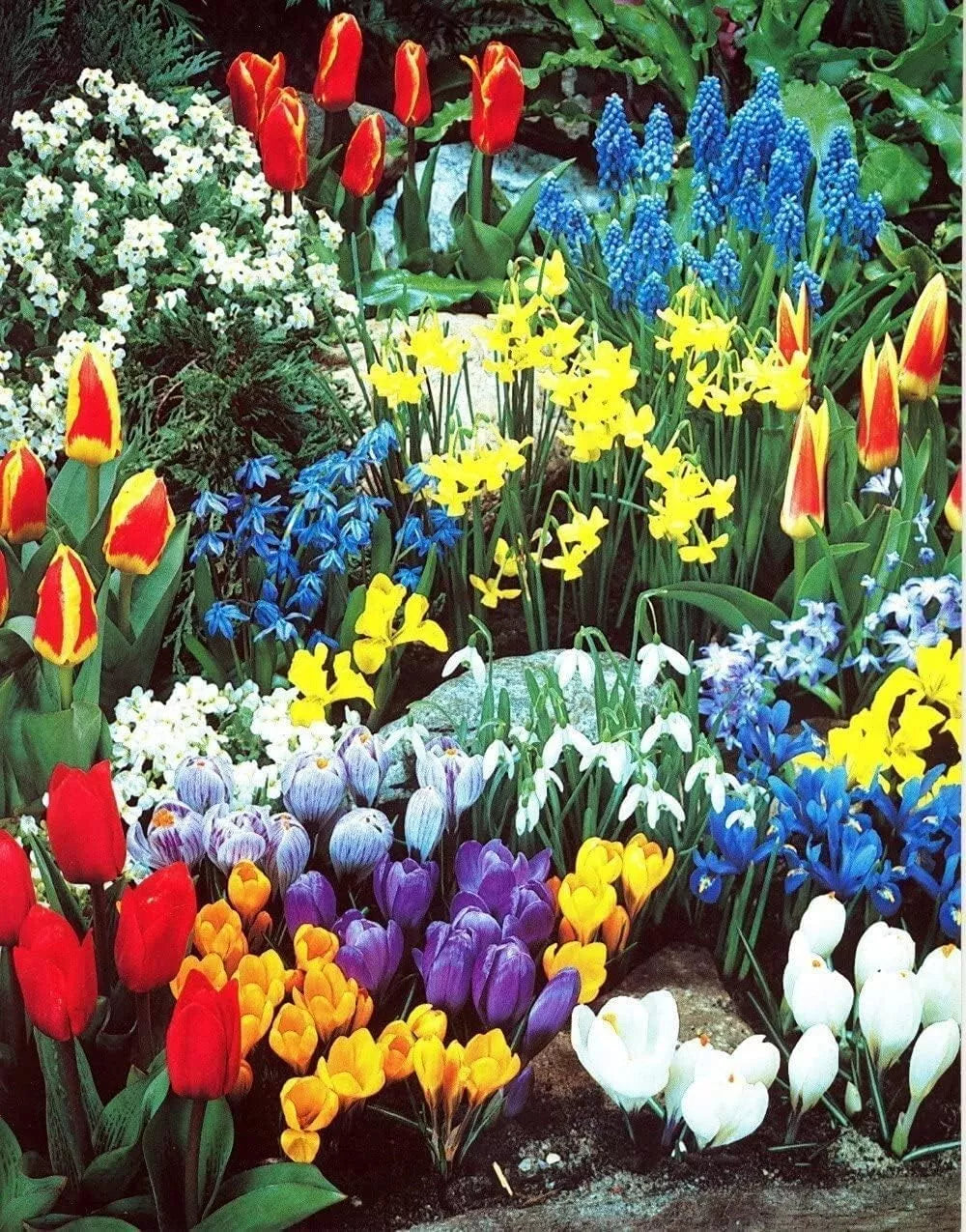 Spring Flower Bulb Kit - 50 Fall Planting Bulbs for Spring Blooms - Tulips, Daffodils, Hyacinths - Colorful, Fragrant Garden Flowers