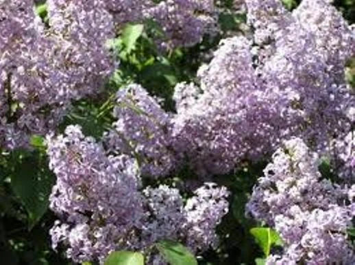 Lilac Bush Live Plant Set of 2, Old Fashion Purple, Syringa vulgaris, Bare Root, Fragrant Spring Blooms
