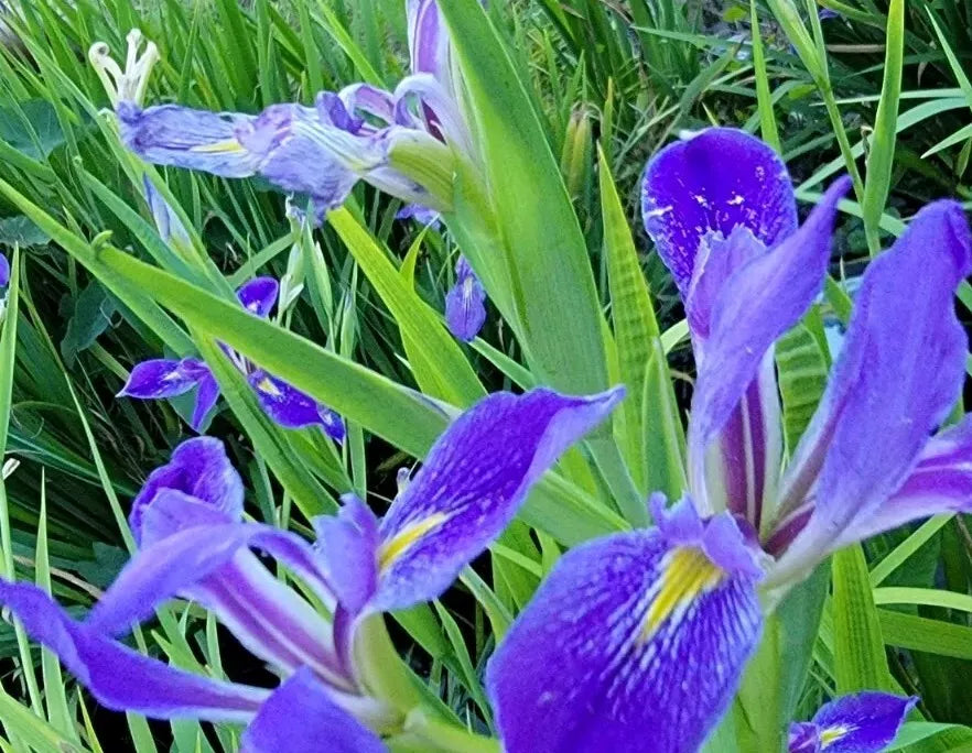 Purple Iris Bulbs for Planting - Aquatic Perennial Iris pseudacorus for Ponds & Water Gardens