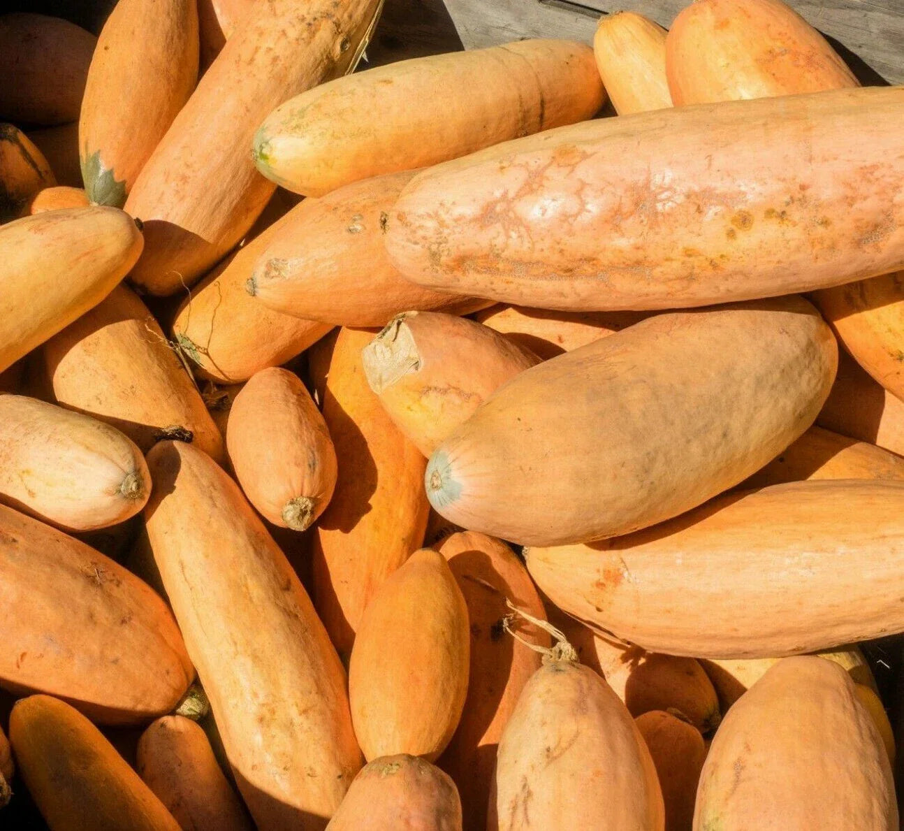 Pink Banana Jumbo Squash Seeds 15 Ct Non-GMO Winter Vegetable Cucurbita maxima - USA Grown