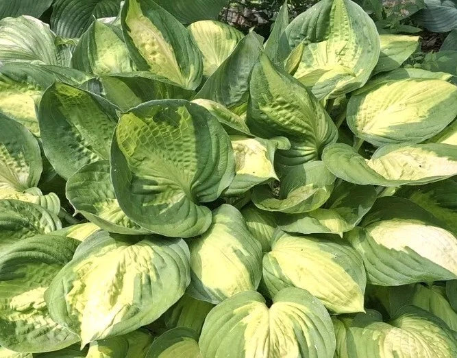Hosta Bare Root Plant 1-2 Eyed 'Captain Kirk' Shade Perennial, Green with Yellow Margins, Hosta spp.