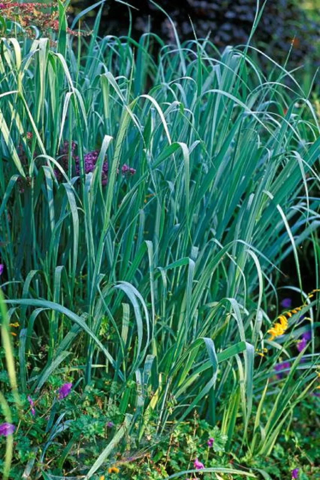 Dallas Blue Ornamental Grass Clumps - Live Sprouting Plants - Schizachyrium scoparium - Drought Tolerant, Blue-Green Foliage