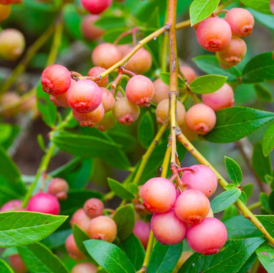 Set of 3 Live Pink Lemonade Blueberry Plants – Rooted 4-6 Inches – Vaccinium corymbosum – Edible Fruit Plants