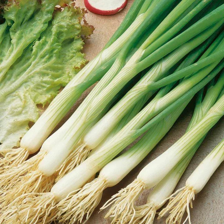 White Lisbon Onion Seeds | Non-GMO Scallion Bunching | Allium fistulosum
