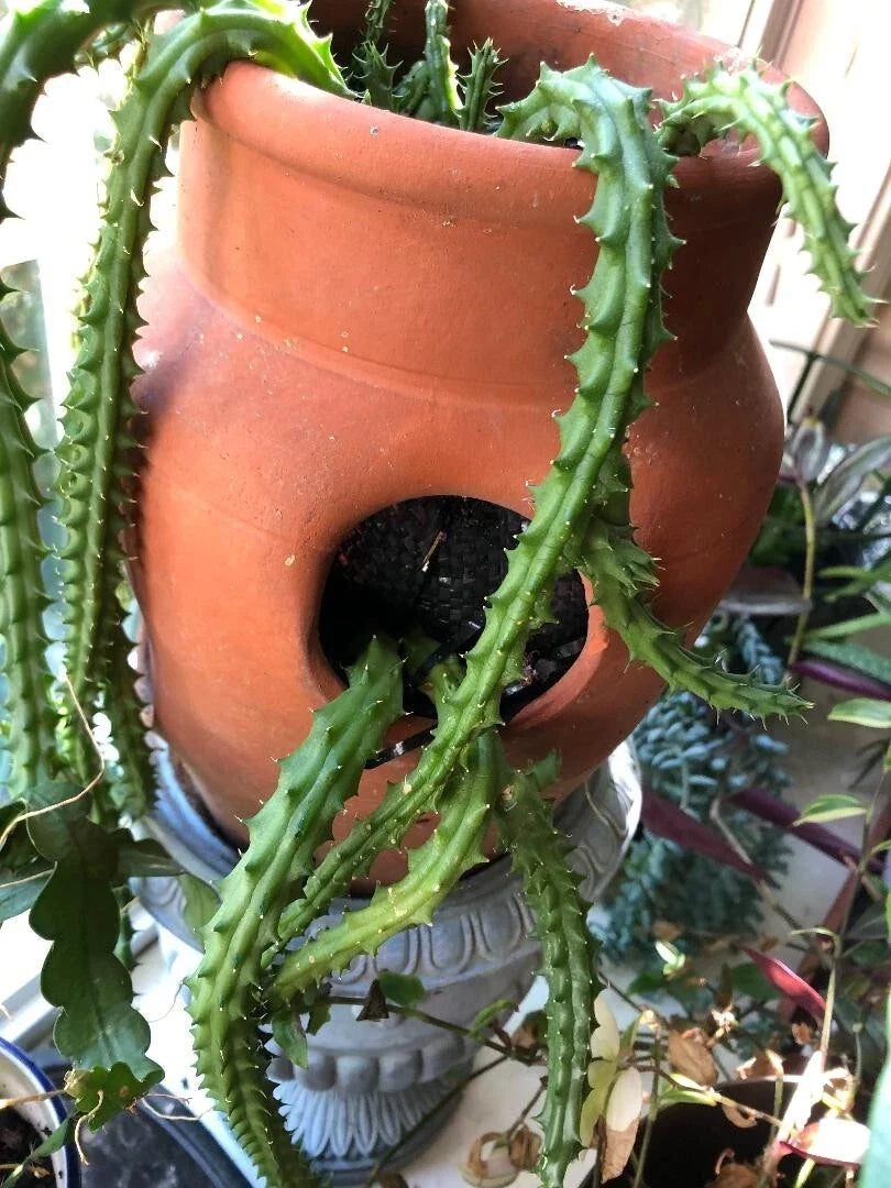 Huernia schneideriana Red Dragon Succulent Cuttings - 3 Pieces, 6" Long, Unique Star-Shaped Flowers, Drought-Tolerant Cactus