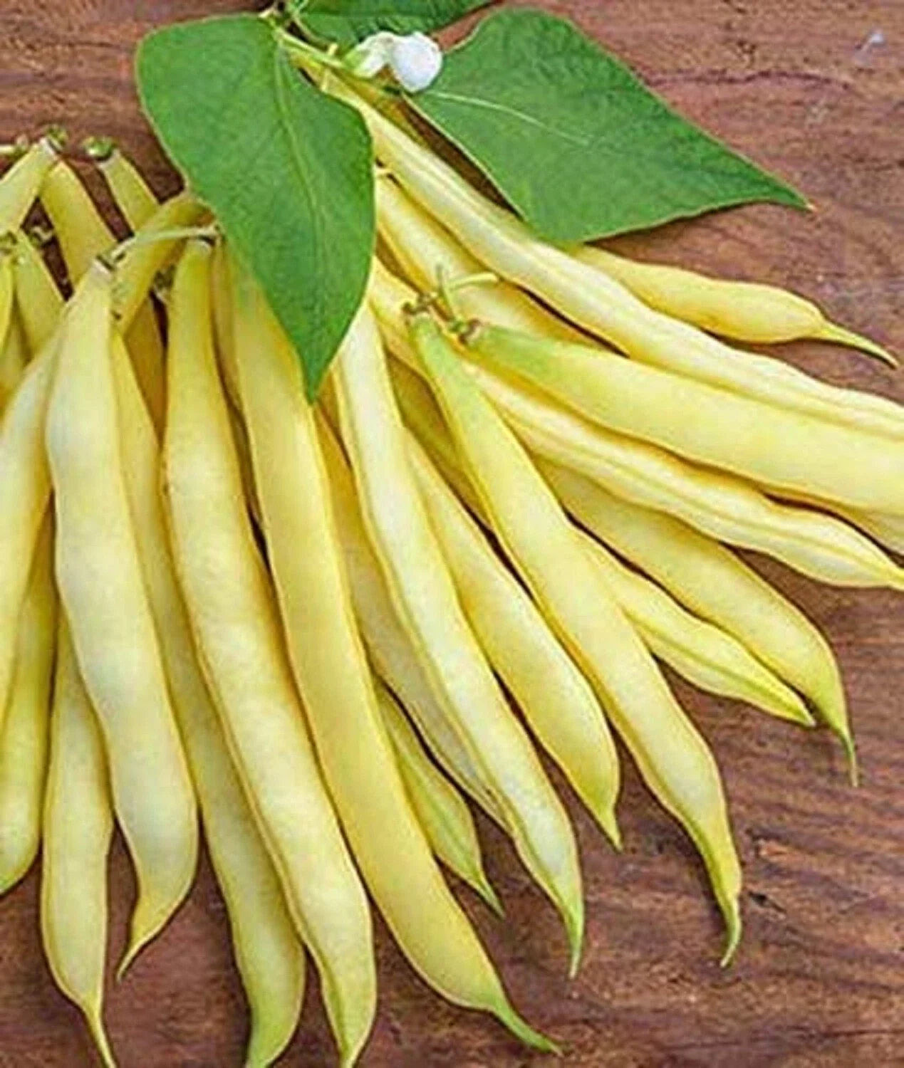 Golden Wax Bean Seeds | Heirloom Phaseolus vulgaris | 50+ Seeds for Planting, Full Sun, Bush Type, Made in USA