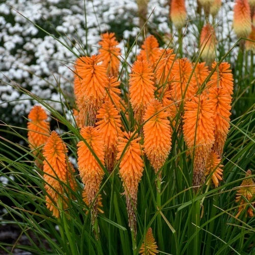 Orange Blazer Torch Lily Seeds - Kniphofia uvaria Perennial Flower Seeds for Borders & Pollinators