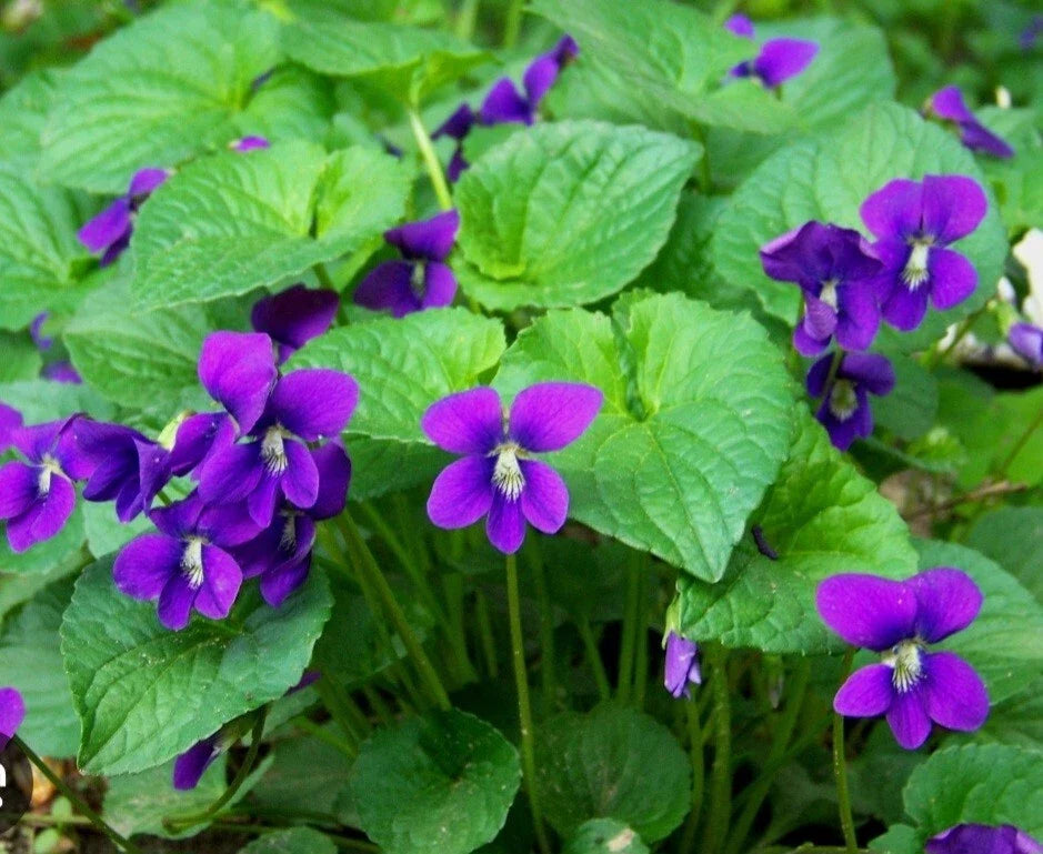 Purple Wild Violets Flower Bulbs - 15 Bare Root Viola sororia Perennial Native Wildflowers for Garden, Borders, and Pollinator Attracting